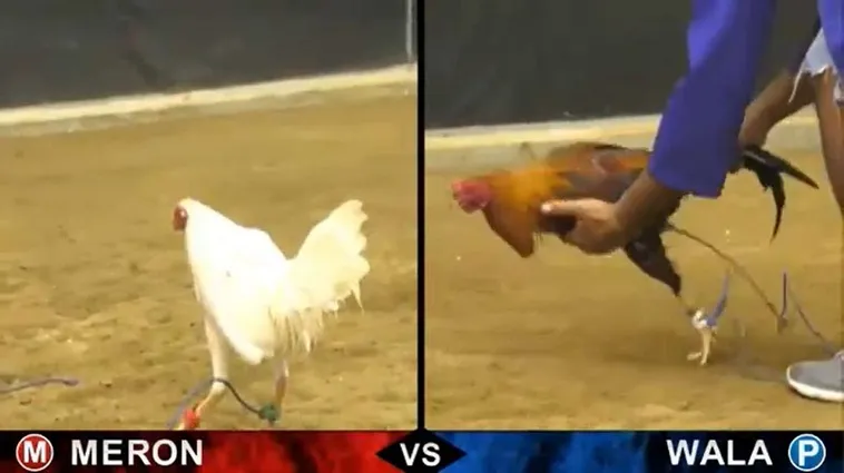 Hướng Dẫn Chơi Đá Gà Sabong Tại HB88 Trăm Trận Trăm Thắng 2 Hướng Dẫn Chơi Đá Gà Sabong Tại HB88 Trăm Trận Trăm Thắng